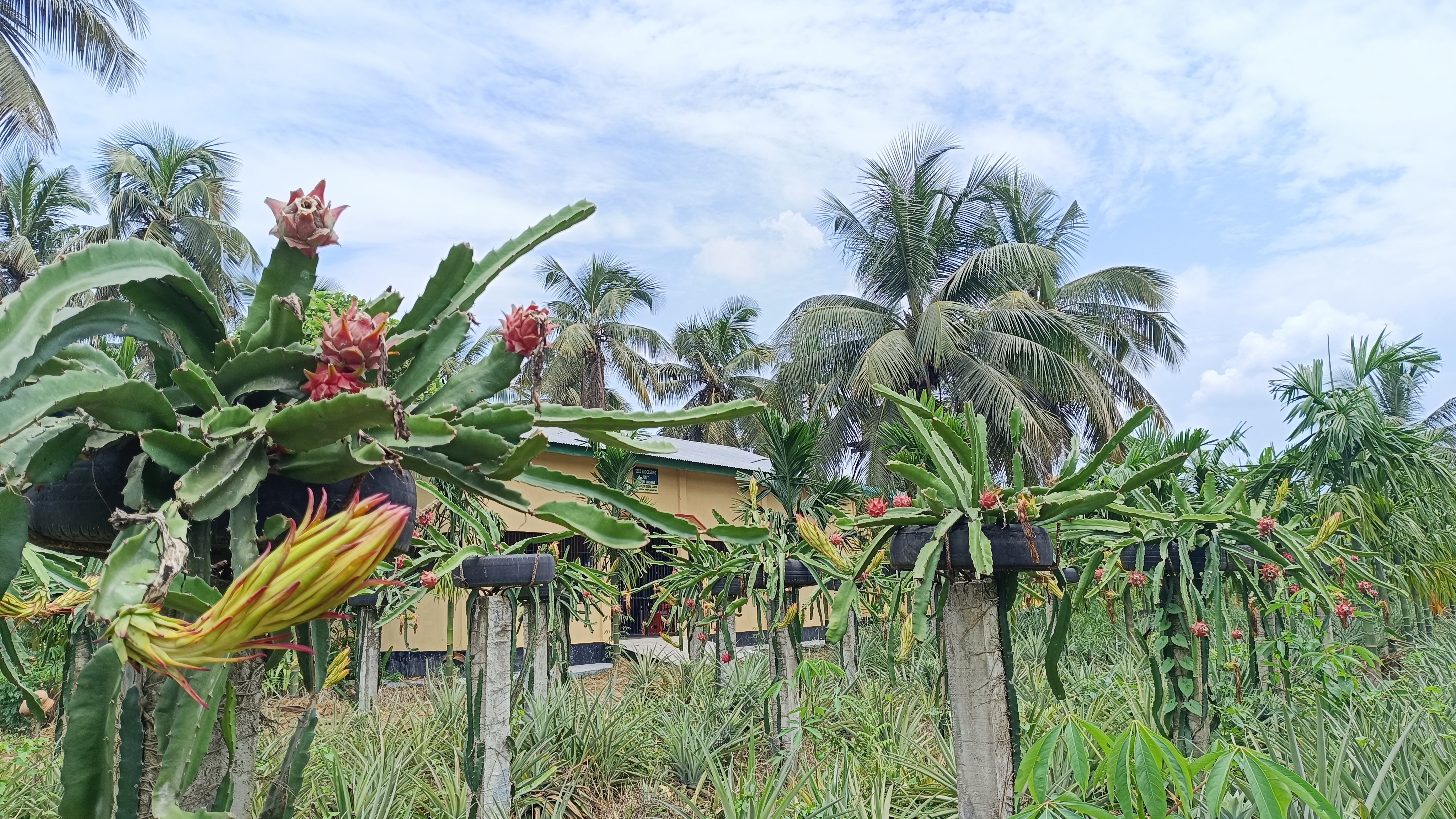 Dragonfruit orchard of KVK Kamrup